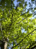 CIMG6896.webp