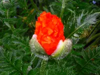 Garten 16.05.09 050.webp