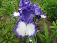 IMG_kissing circle_1024x768.webp