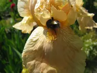IMG_icce cream 5_1024x768.webp