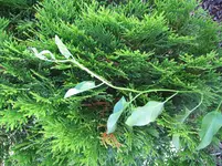 Frühsommer 09 006.webp