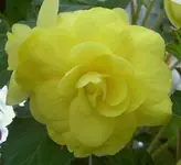 Begonie.webp