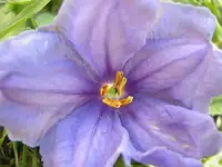Fruehling 2008 233 v.webp