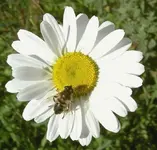 Blumen + Pflanzen alt 797 v.webp