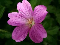 Storchschnabel.webp