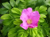 PICT0573.webp