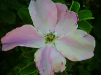 PICT2406.webp