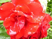 PICT2460.webp