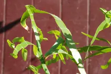 Twiggy Detail.webp