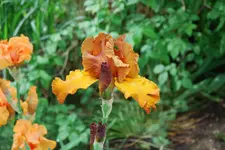 Iris 002sm.webp