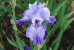 Iris 009sm.jpg