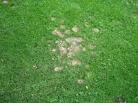 Wespen_im_Rasen.webp