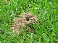 Wespen_im_Rasen-Detail.webp