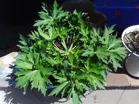 BILD0040.webp