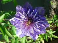 Clematis.webp