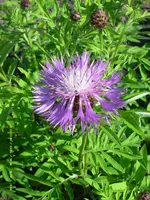 Flockenblume.webp