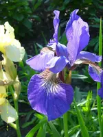 Iris.webp