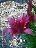 Lilie.webp