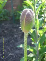 Mohn.webp