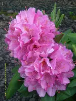 Rhododendron.webp