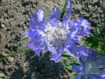 Scabiose.JPG