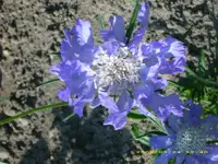 Scabiose.webp
