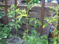 Garten 24.05.09 003.webp