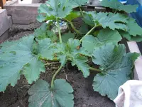 Garten 24.05.09 004.webp