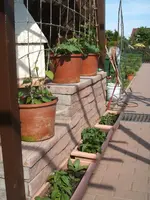 Garten 24.05.09 005.webp