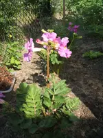 Garten 24.05.09 008.webp