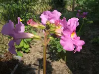 Garten 24.05.09 009.webp