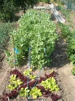 Garten 24.05.09 012.webp