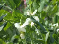 Garten 24.05.09 013.webp
