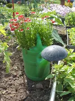 Garten 24.05.09 015.webp