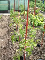 Garten 24.05.09 016.webp