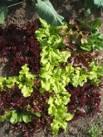 Garten 24.05.09 017.webp