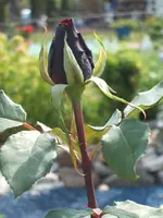 Garten 24.05.09 022.webp
