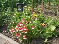 Garten 24.05.09 023.webp