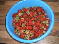 Garten 24.05.09 025.webp