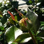 unbekannte Aldirose.webp