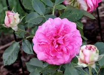 unbekannte Aldirose Blüte mit Knospen.jpg unbekannte Aldirose Blüte mit Knospen.jpg