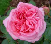 unbekannte Aldirose große Blüte.jpg unbekannte Aldirose große Blüte.jpg