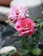 unbekannte Aldirose1.jpg unbekannte Aldirose1.jpg