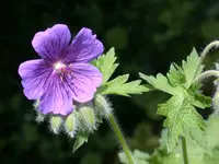 DSCN6238.webp