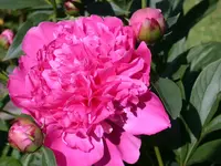 DSCN6365.webp