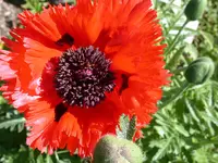 DSCN6298.webp