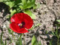 DSCN6317.webp