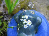 terrasse_mai2009_frosch.webp