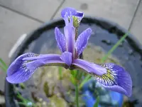 terrasse_mai2009_wasserlili.webp