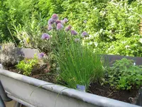 terrasse_mai2009_kraeuter.webp